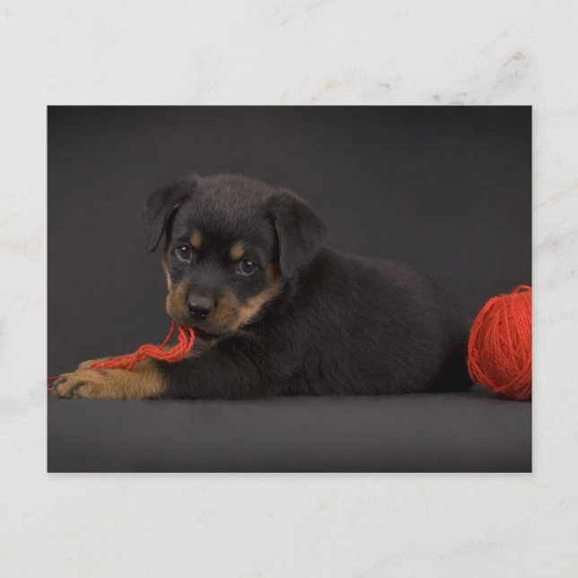 Puppy 5 postkarte (Vorderseite)