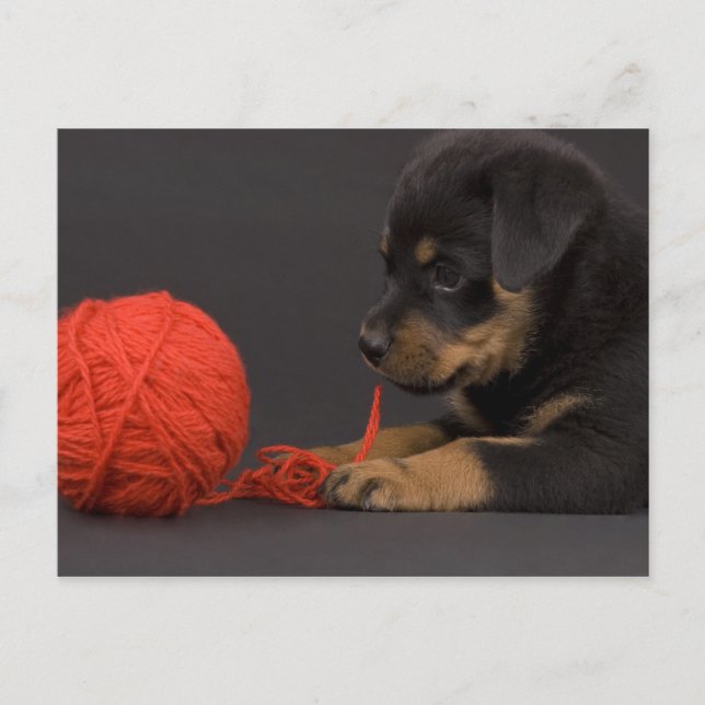 Puppy 6 postkarte (Vorderseite)