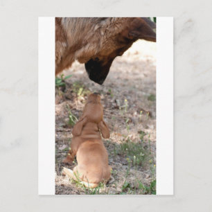 Puppy and German Shepherver Postkarte
