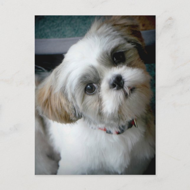 Puppy Buddie Postkarte (Vorderseite)