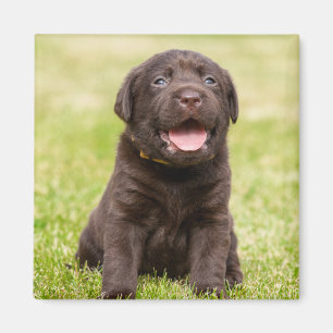 Puppy Dog Magnet