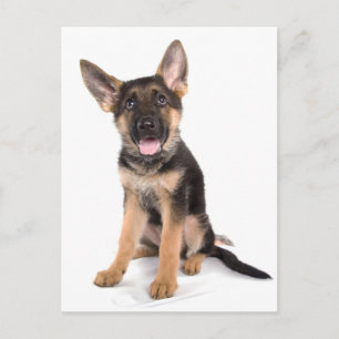 Puppy German shepherd Postkarte
