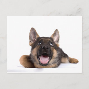 Puppy German Shephman Postkarte