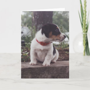 Puppy greeting card karte
