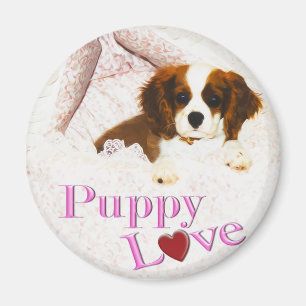 Puppy Liebe Cavalier King Charles Spaniel Magnet