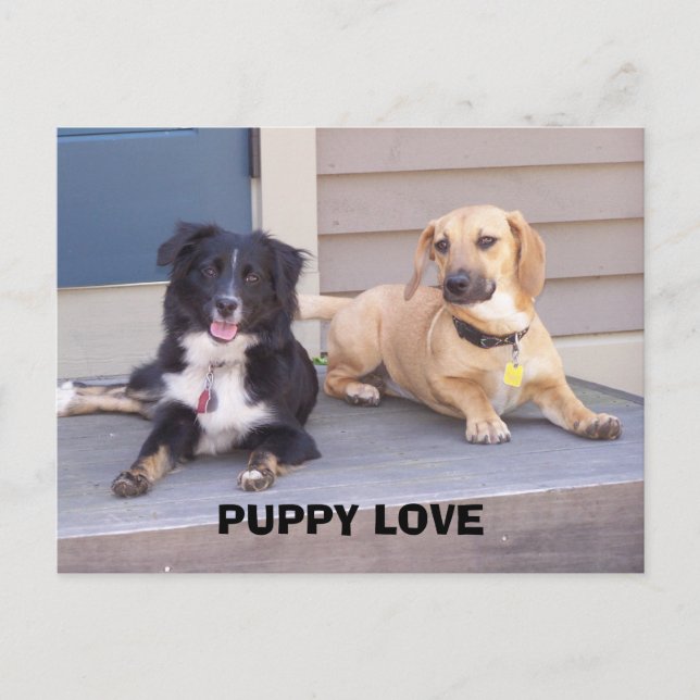 PUPPY-LIEBE POSTKARTE (Vorderseite)