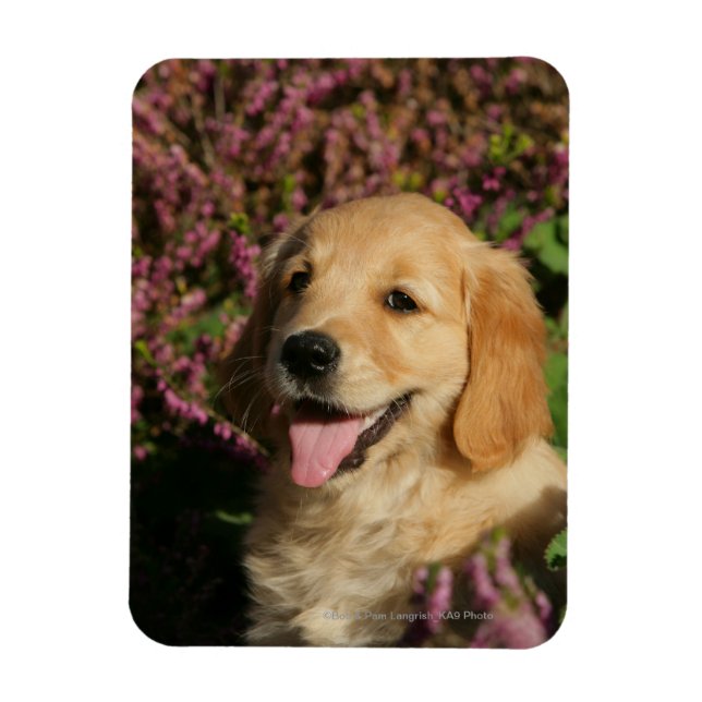 Puppy Magnet (Vertikal)