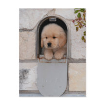 Puppy Mail