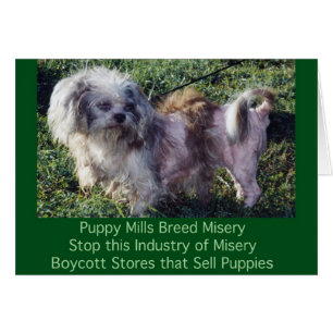 Puppy Mills brasse la carte Misery