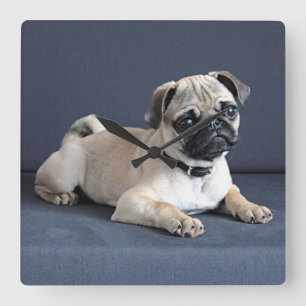 Puppy On Lounging Couch Quadratische Wanduhr