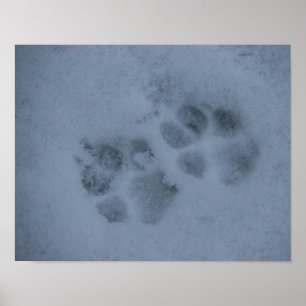 Puppy Paw Prints im Schnee Poster