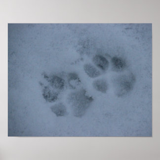 Puppy Paw Prints im Schnee Poster