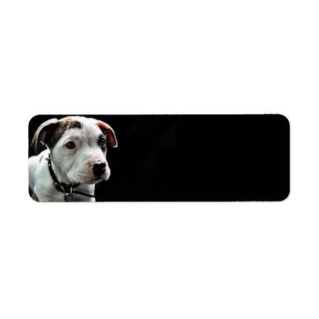 Puppy Pit Bull T-Bone (Vorne)
