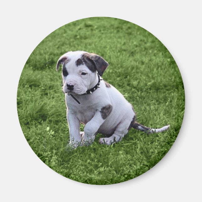 Puppy Pit Bull T-Bone Magnet (Vorne)