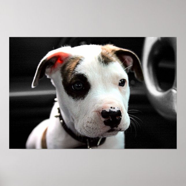 Puppy Pit Bull T-Bone Poster (Vorne)