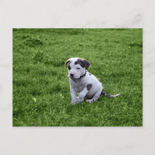 Puppy Pit Bull T-Bone Postkarte