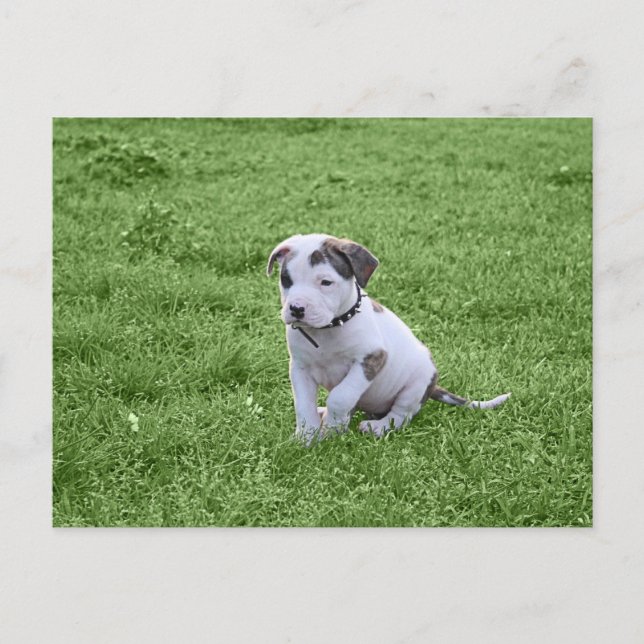 Puppy Pit Bull T-Bone Postkarte (Vorderseite)