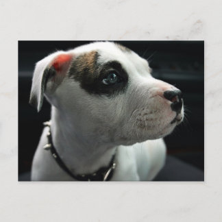 Puppy Pit Bull T-Bone Postkarte