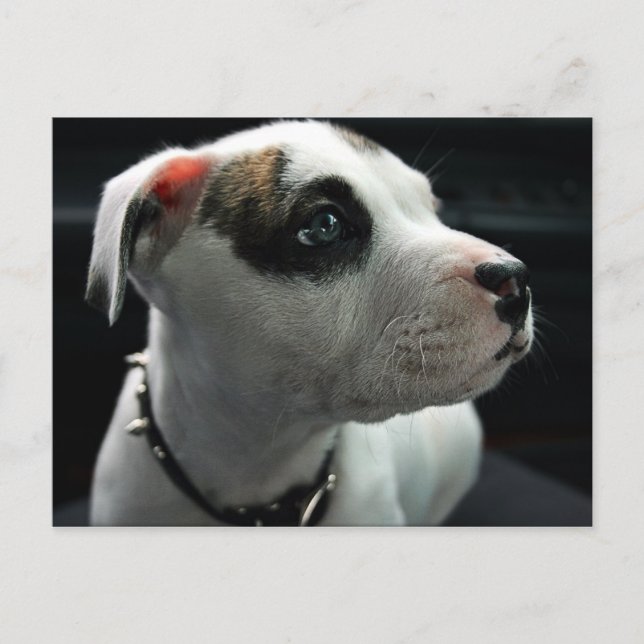 Puppy Pit Bull T-Bone Postkarte (Vorderseite)
