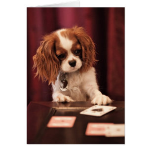 Puppy Plays Cards
