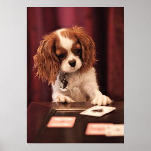 Puppy Plays Cards Poster
