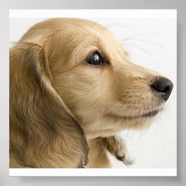 Puppy Poster (Devant)