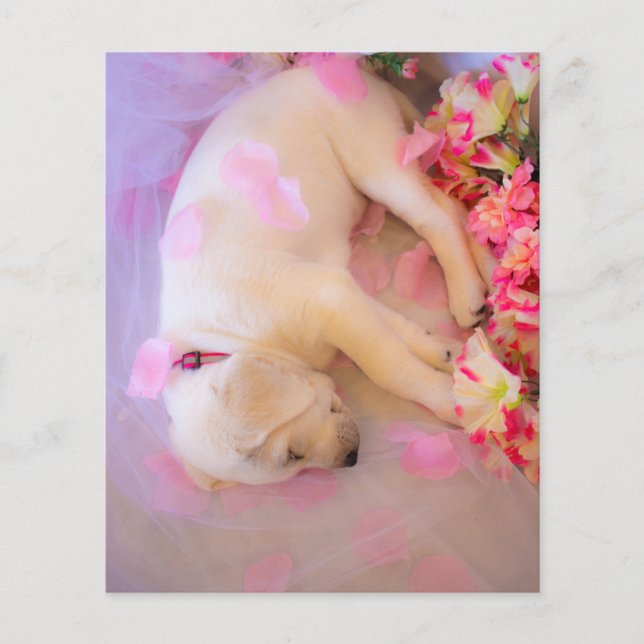 Puppy Sleepy Veil 01 (Vorderseite)