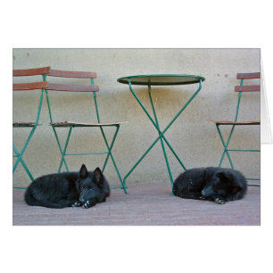 Pups bergers belges