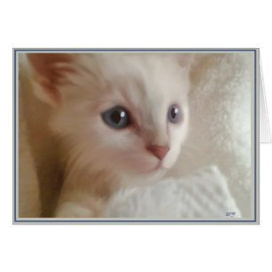 PUPs Card Kitties 11