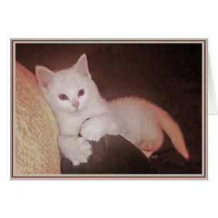 PUPs Card Kitties 14