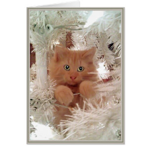 PUPs Card Kitties 16