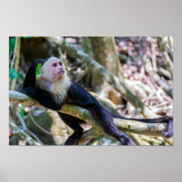 Pura vida für den weißen Kapuzineraffen Poster