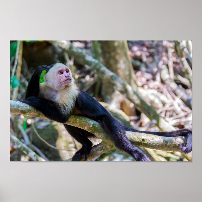 Pura vida für den weißen Kapuzineraffen Poster (Vorne)