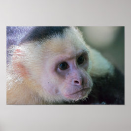 Pura vida für den weißen Kapuzineraffen Poster
