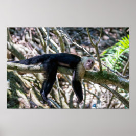 Pura vida für den weißen Kapuzineraffen Poster