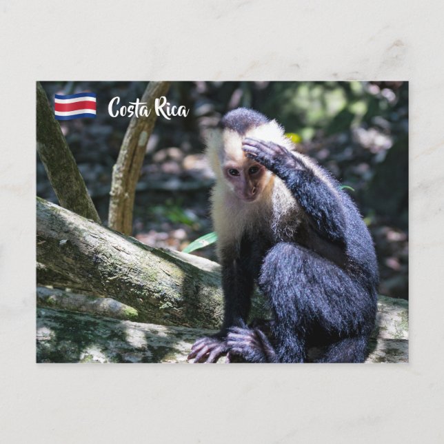 Pura vida für den weißen Kapuzineraffen Postkarte (Vorderseite)