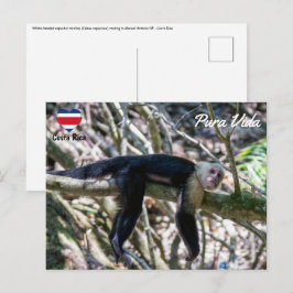 Pura vida für den weißen Kapuzineraffen Postkarte