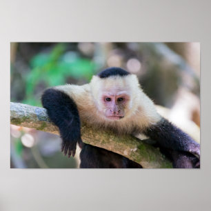 Pura Vida für Weißgesichtkapuziner Poster