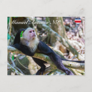 Pura vida für Weißkopf-Kapuzineraffe Postkarte