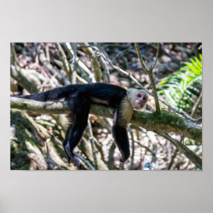 Pura Vida für Weißkopf-Kapuzineraffen Poster