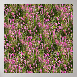Purdy in Pink.... Poster