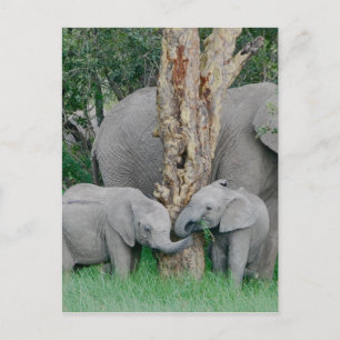 Pure Bliss Postkarte