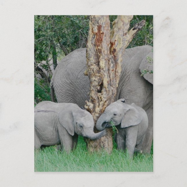 Pure Bliss Postkarte (Vorderseite)