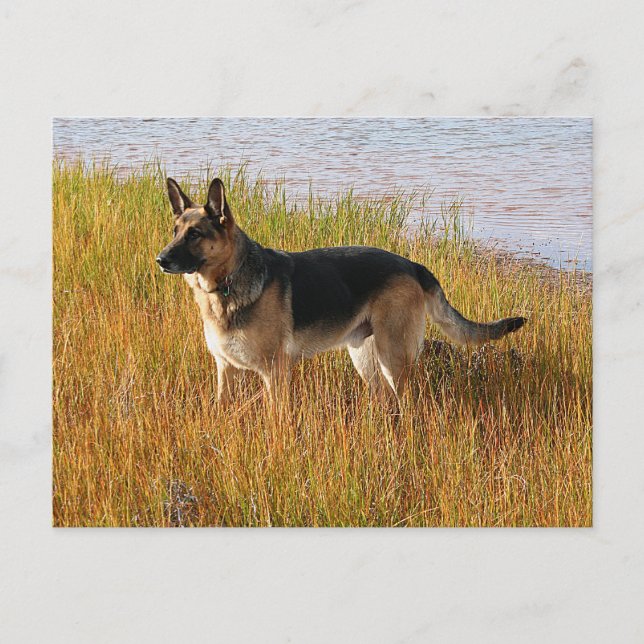 Pure Bred German Shepherd Foto auf Postkarte (Vorderseite)