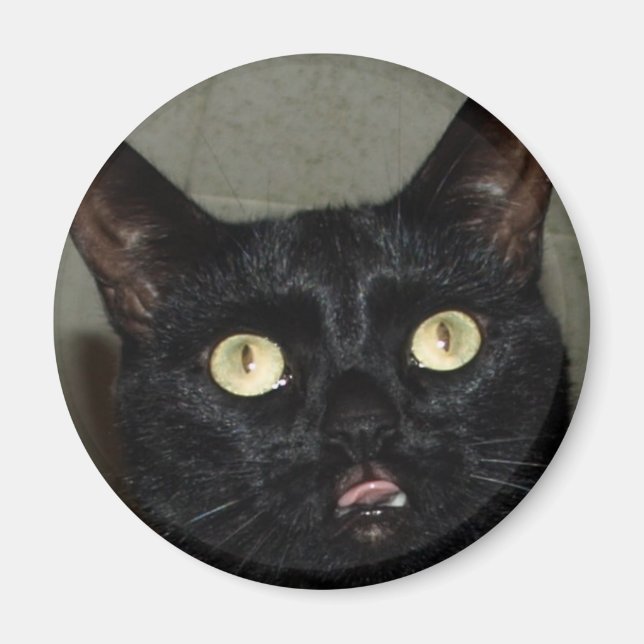 Pure Cattitude Magnet (Vorne)