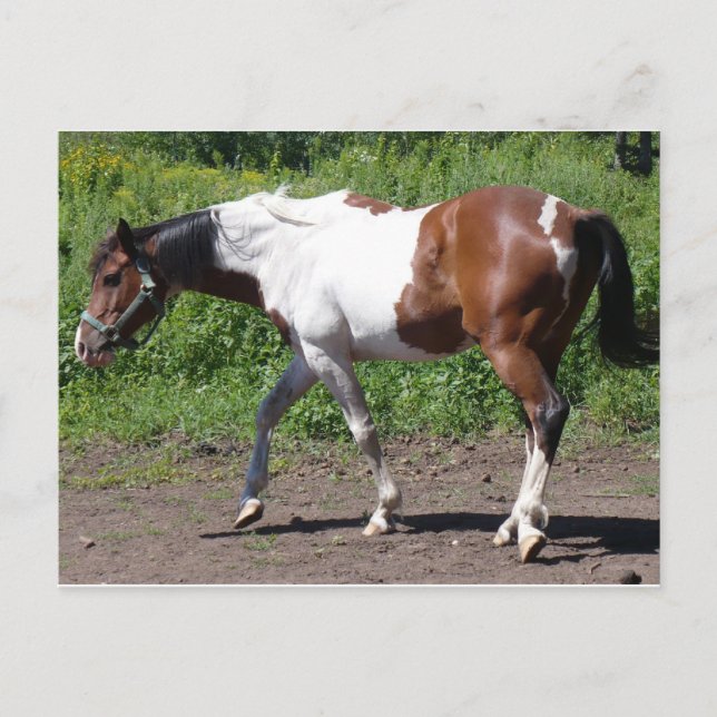 Pure Farbe Postkarte (Vorderseite)