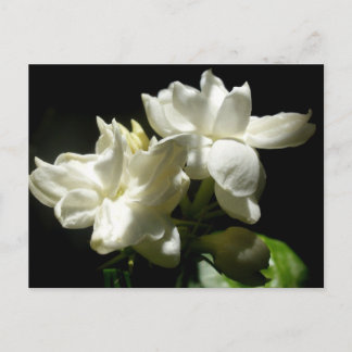 Pure Jasmine Postkarte
