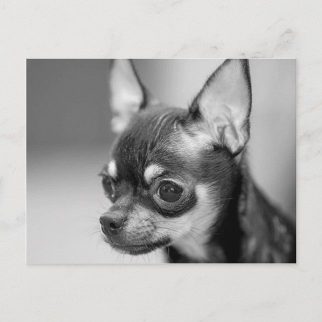 Purebred Chiwawa Puppy Postkarte (Vorderseite)