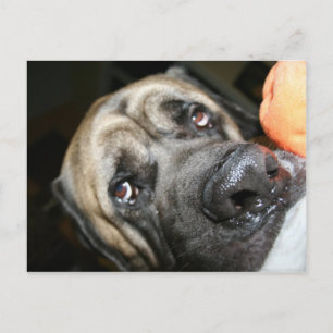 Purebred English Mastiff Foto Postkarte