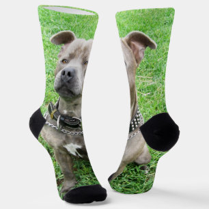 Purebred Staffordshire Bull Terrier, Crew Socken